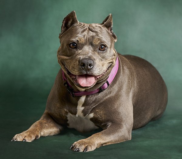 Dog posing for a portrait photo